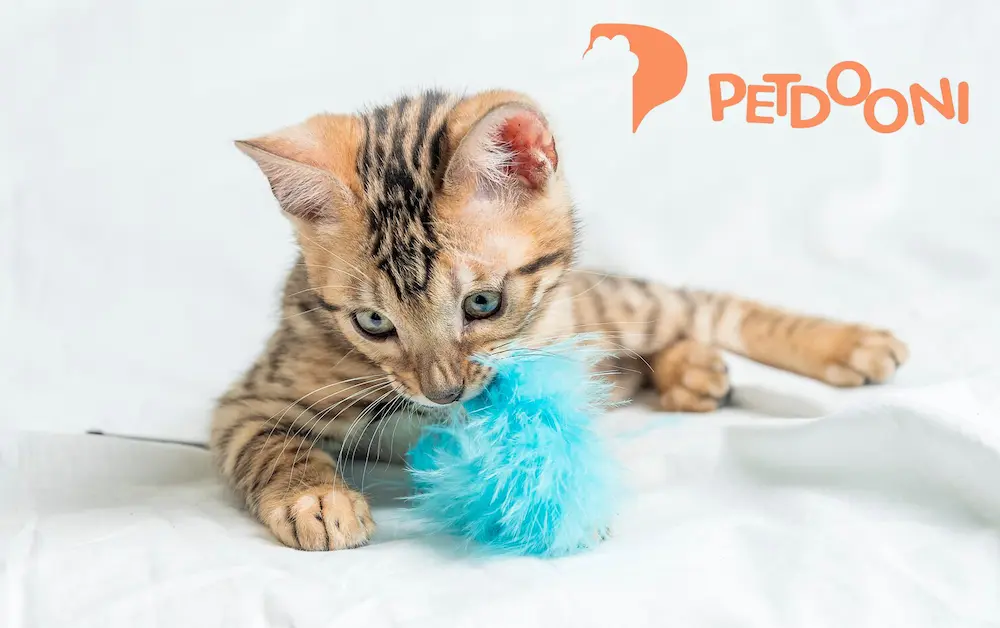 نقش عروسک بازی گربه در کاهش رفتارهای پرخاشگرانه | چگونه یک اسباب‌بازی ساده می‌تواند به مدیریت خشم و انرژی اضافه گربه کمک کند؟ | پت شاپ آنلاین پت دونی 1404